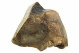 Fossil Dinosaur (Leptoceratops) Shed Tooth - Montana #338982-1